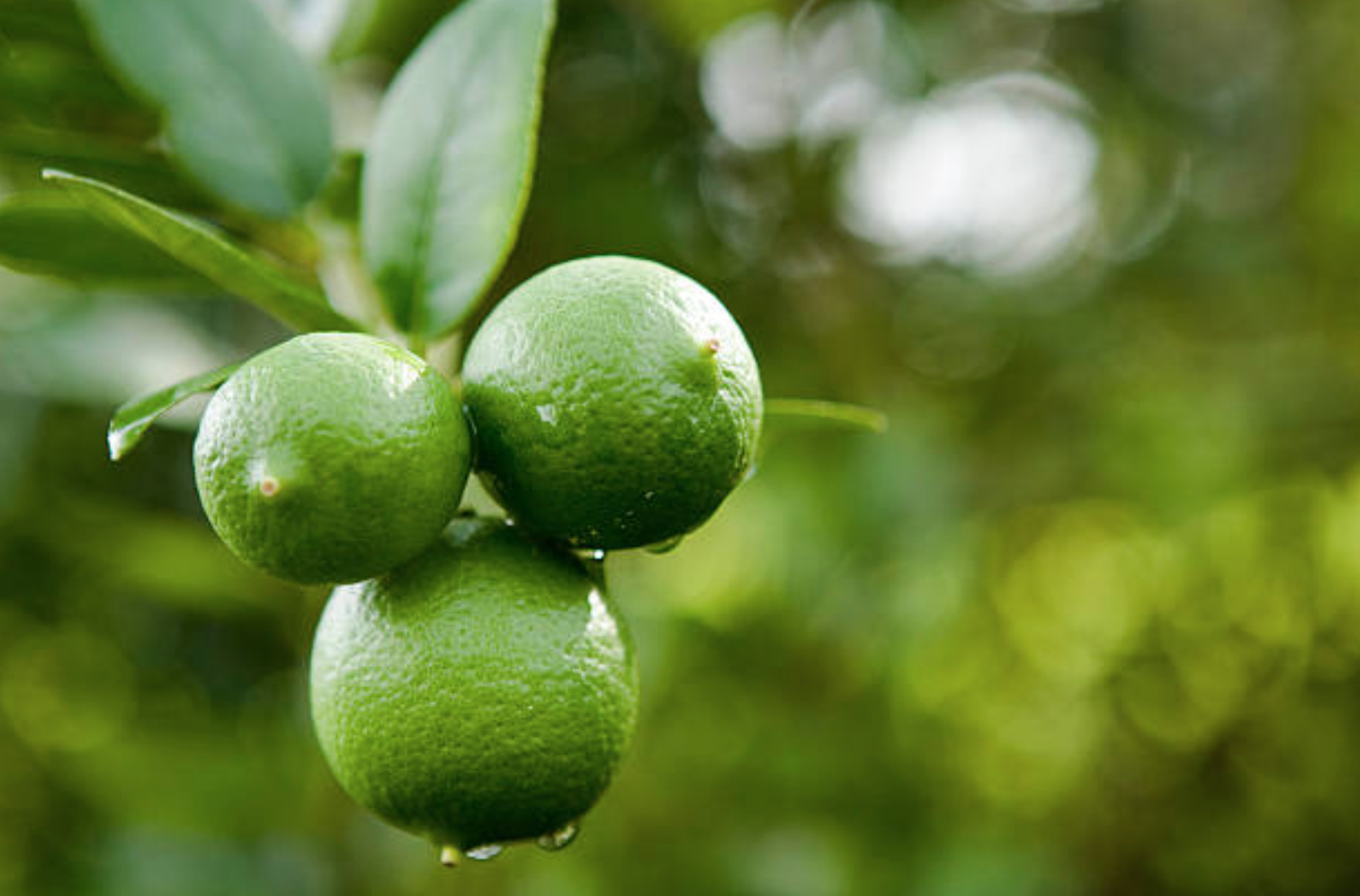 Fresh Bali limes ripening on the tree
