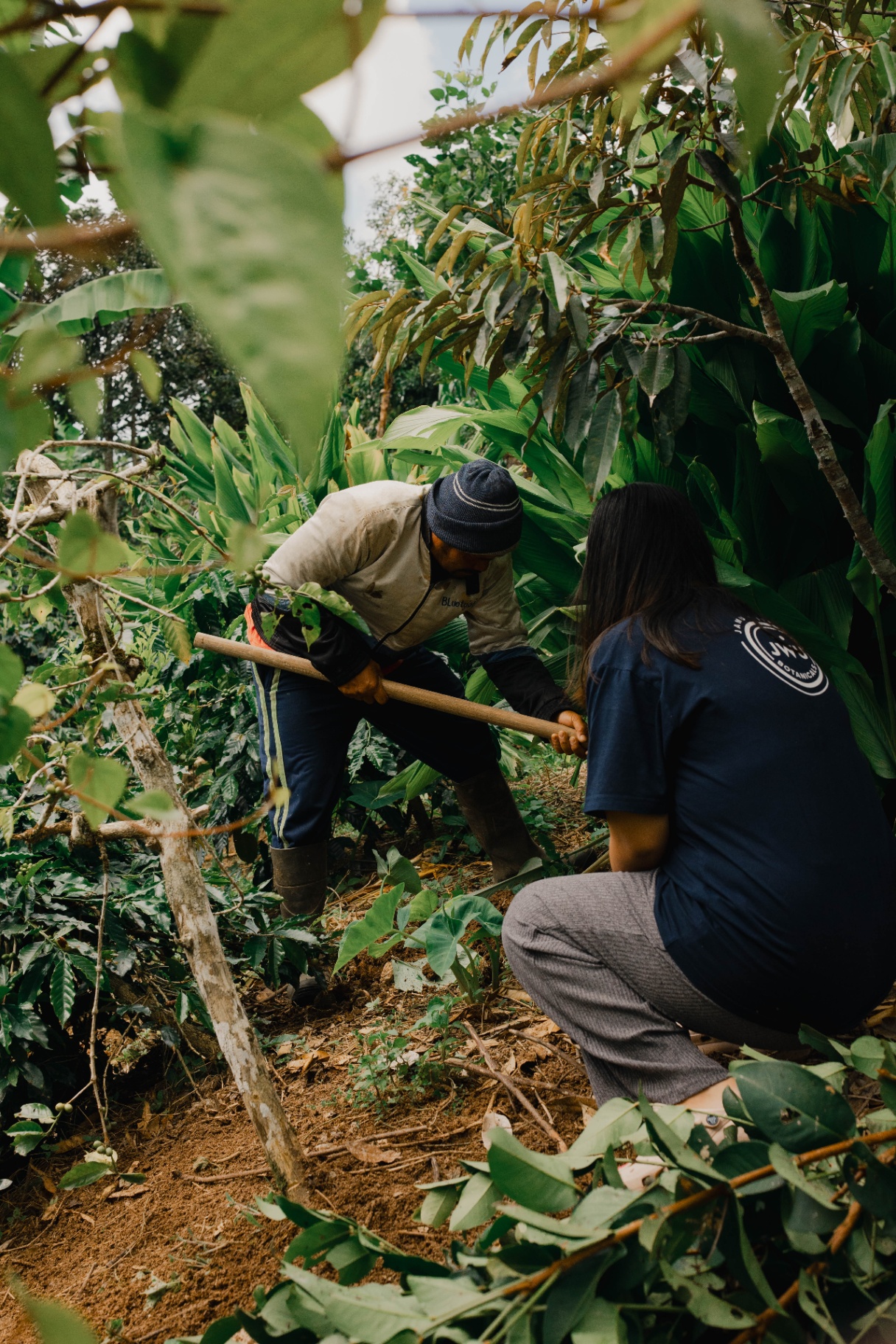 Farmers harvesting turmeric in the Kintamani highlands