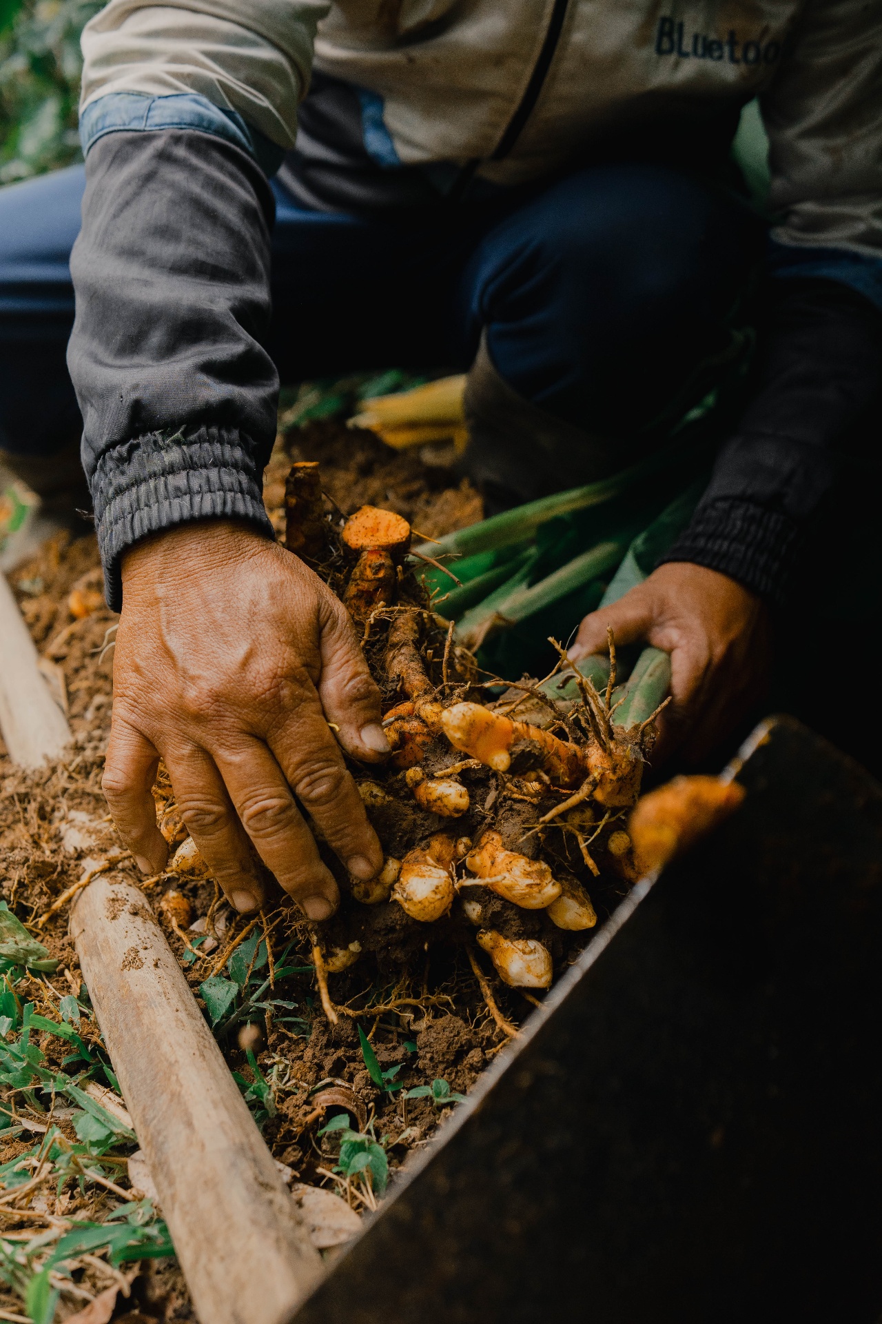 Freshly harvested turmeric roots from Kintamani
